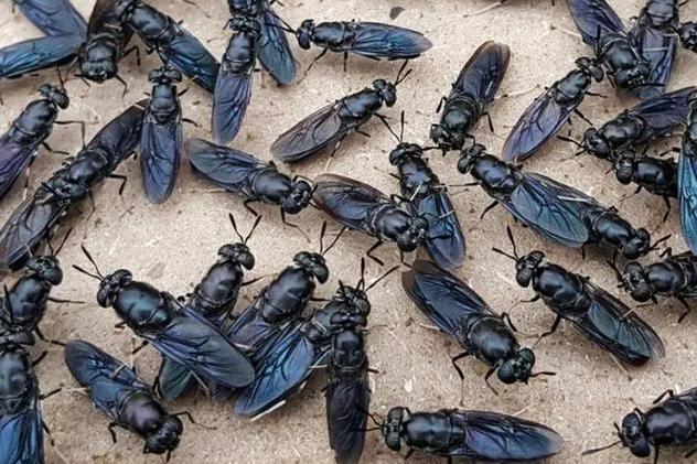 寿村是什么地方