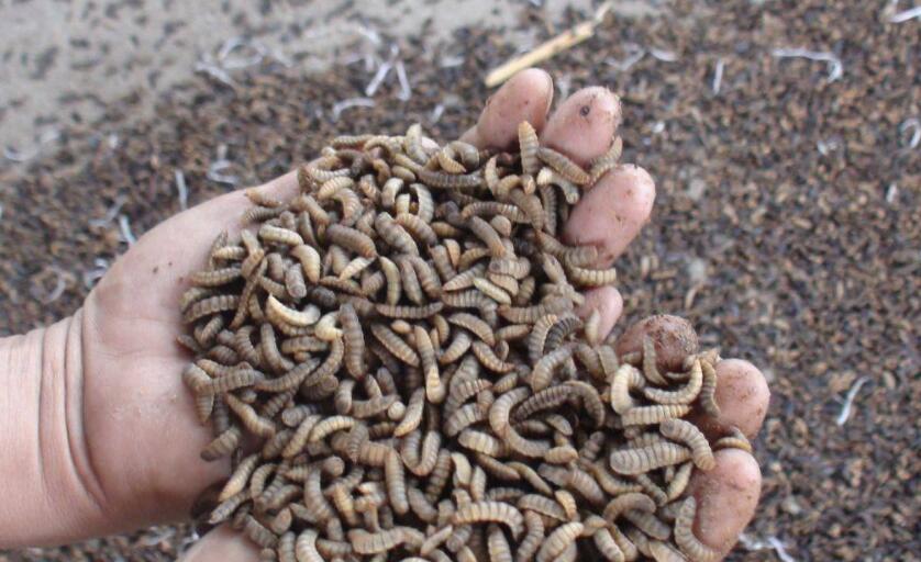 寿村是什么地方